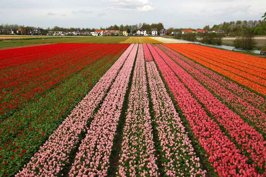 Pola kwiatów w Holandii