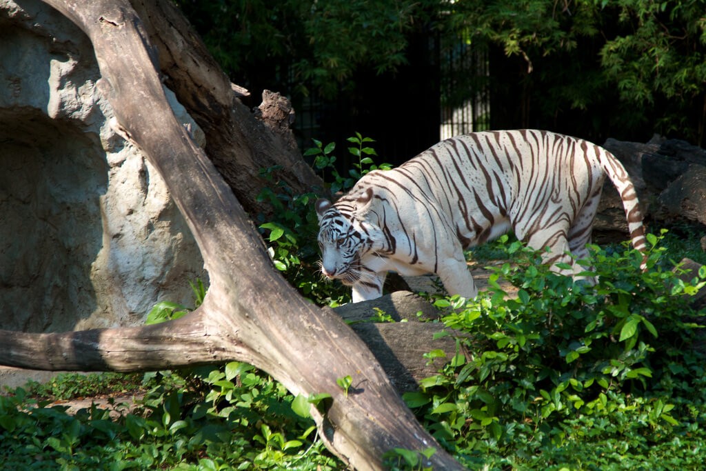 White Usurian Tiger in the Dusit Zoo in Bangkok