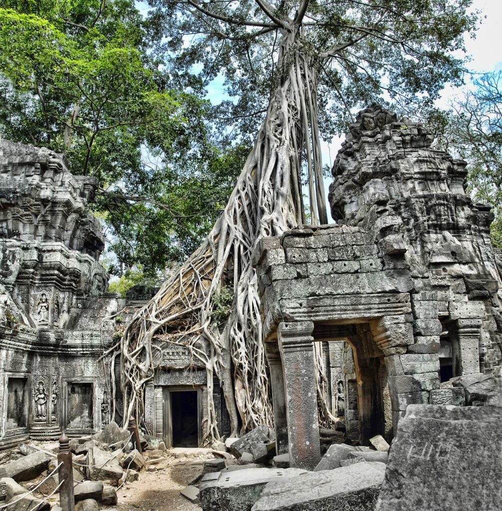 Wielkie drzewo na szczycie Ta Prohm, Siem Reap, co robić przez 5 dni w Kambodży
