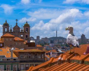Seagull on the red roofs of Porto