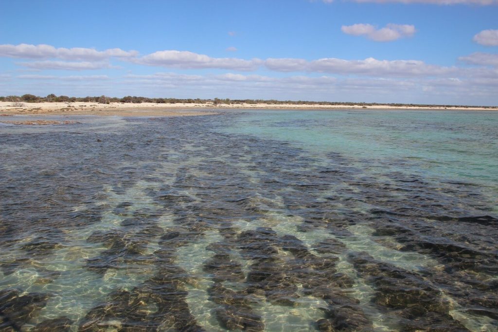 Stomatolites in Western Australia