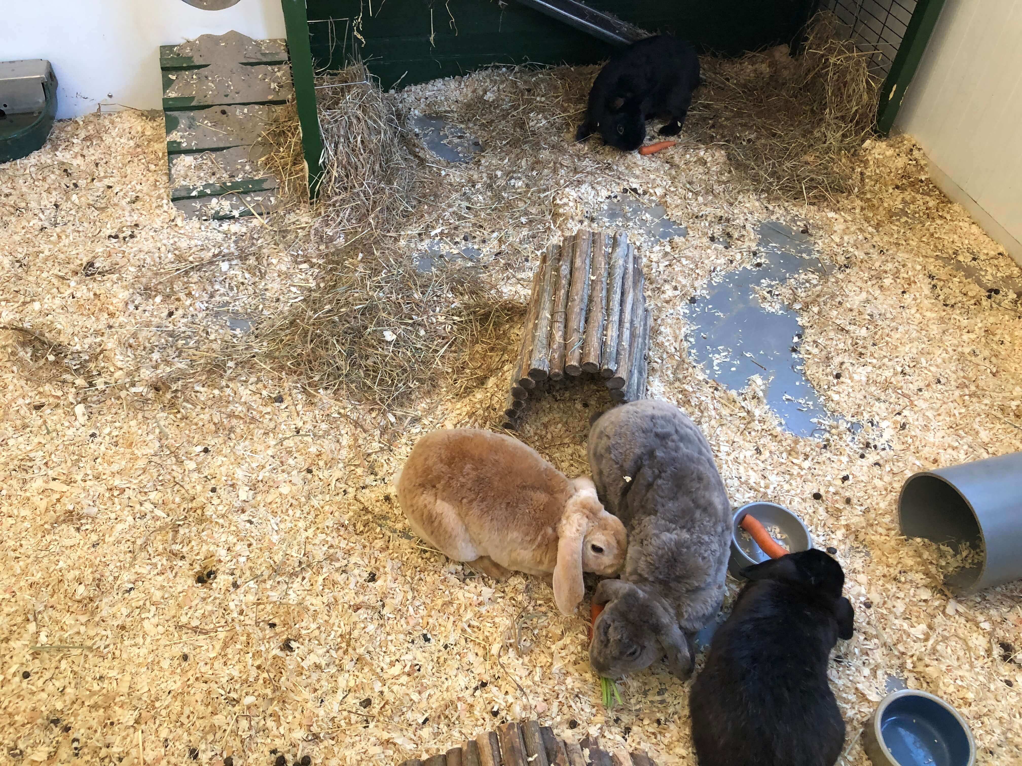 bunnies, pettting zoos in Amsterdam with kids