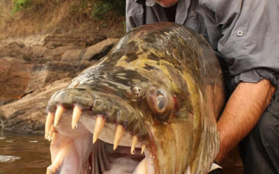 Goliath tiger fish with a fisherman