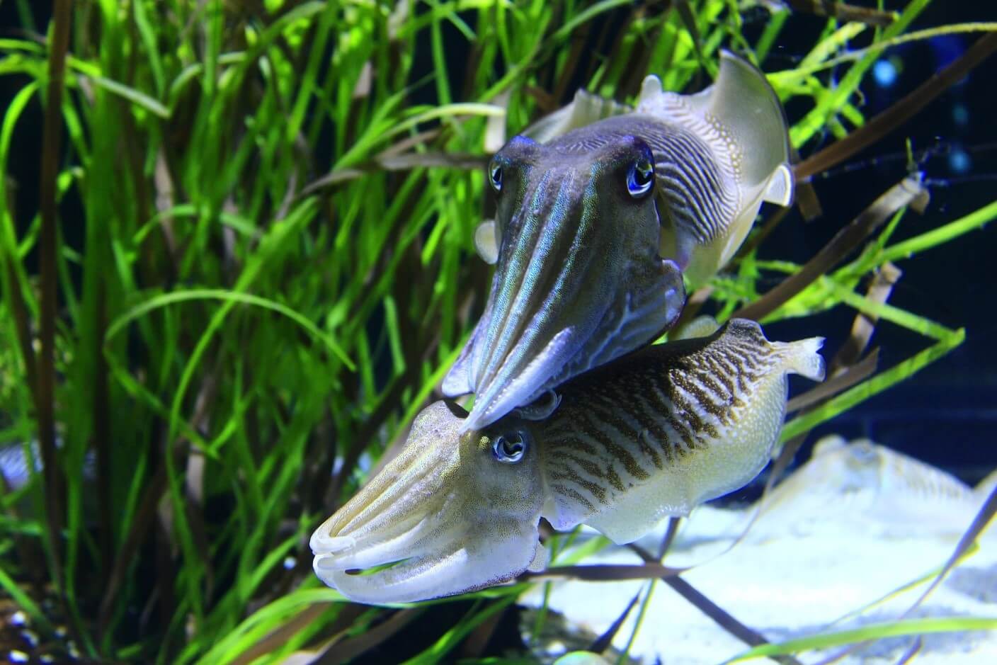 Weird fish in the ocean