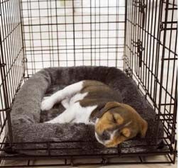 Dog sleeping in a crate