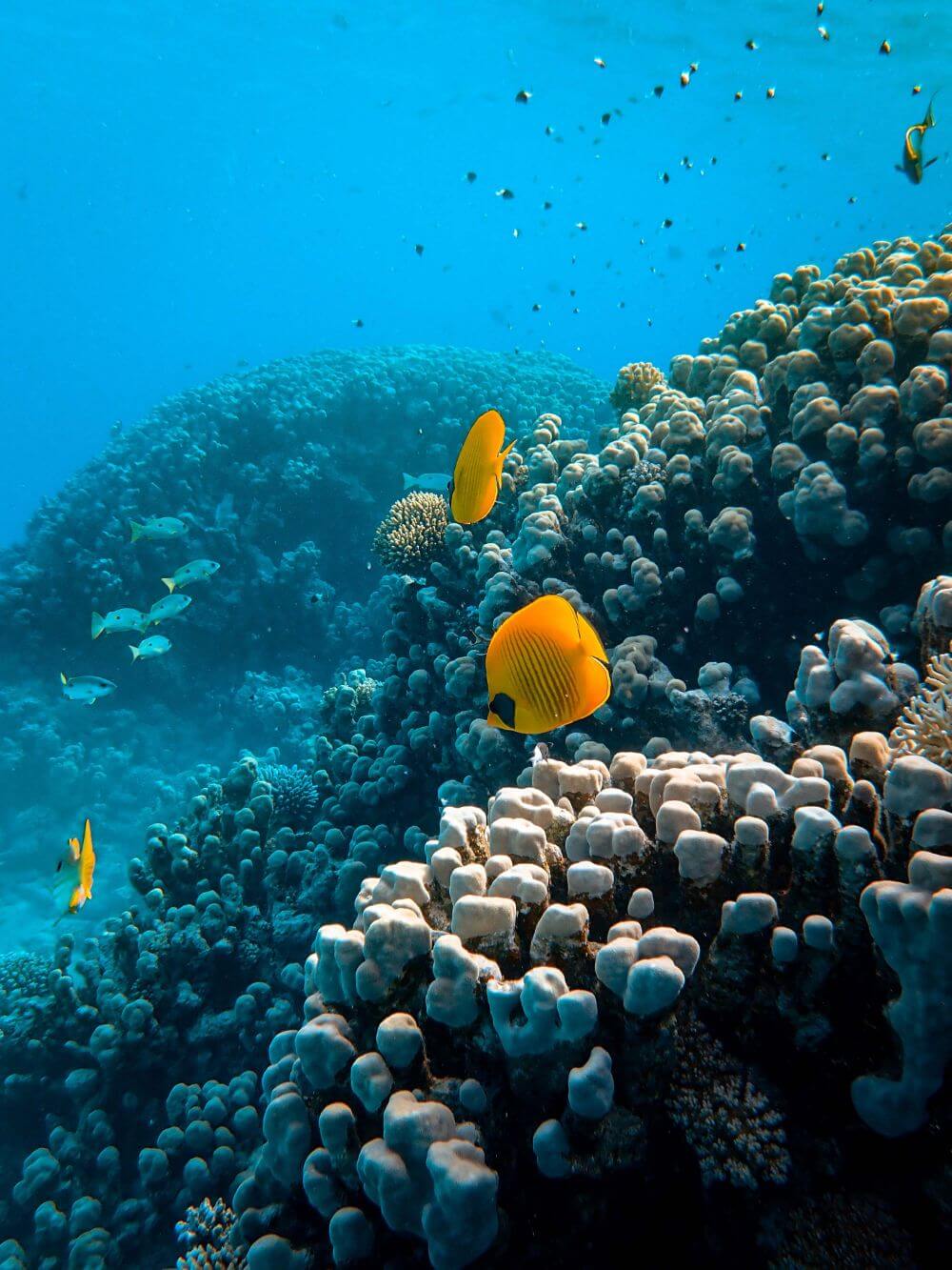 Great Barrier Reef in Australia near Fitzroy Island