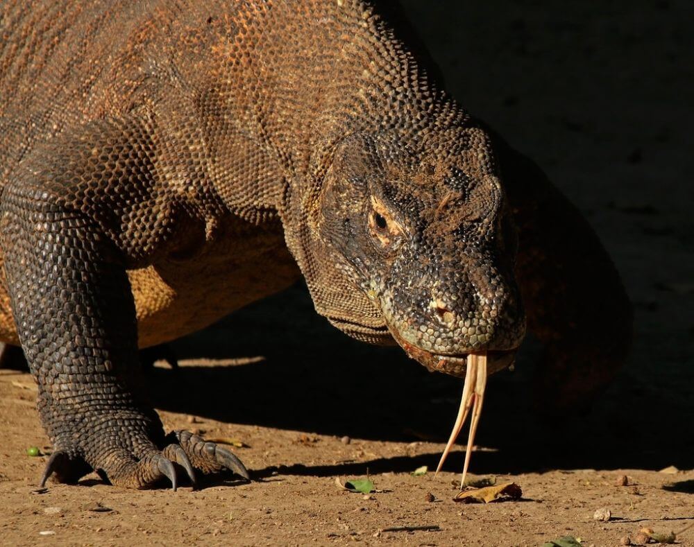 Komodo dragon on Indonesian island