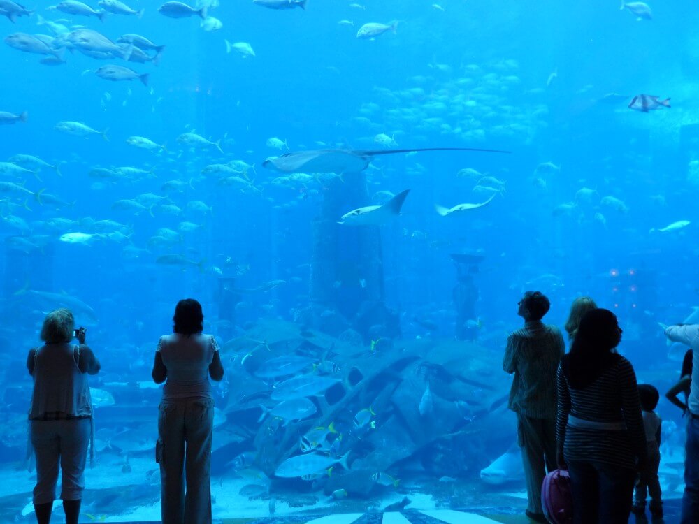 Lost chambers aquarium in Duba, family travel