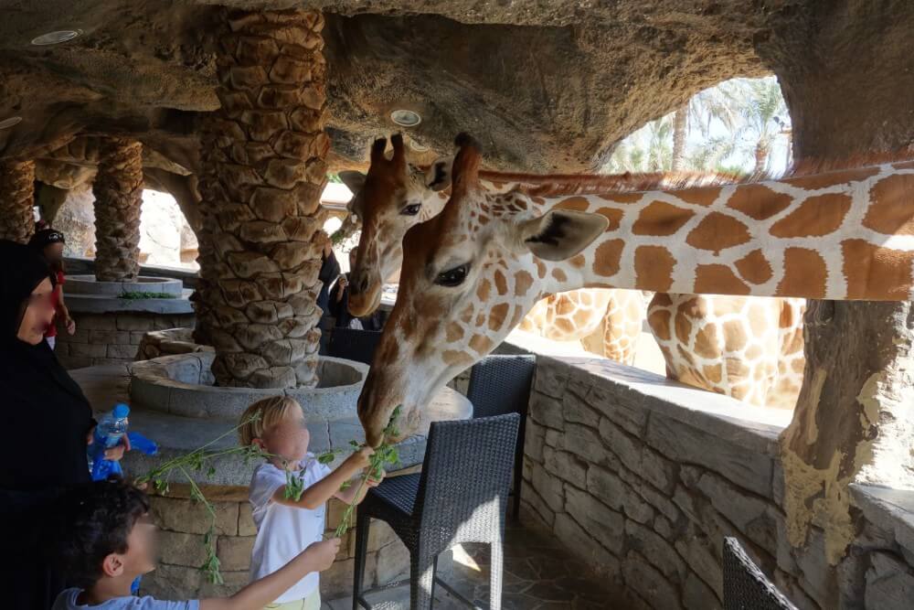 Kids and giraffes in Emirates Park Zoo, Abu Dhabi